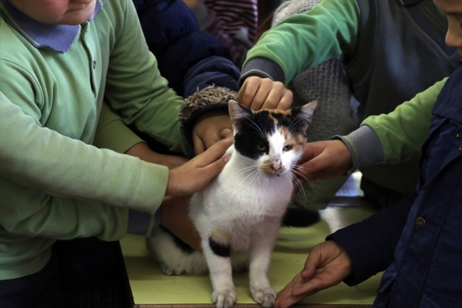 Kedi "Pamuk" derslere girmeye başladı