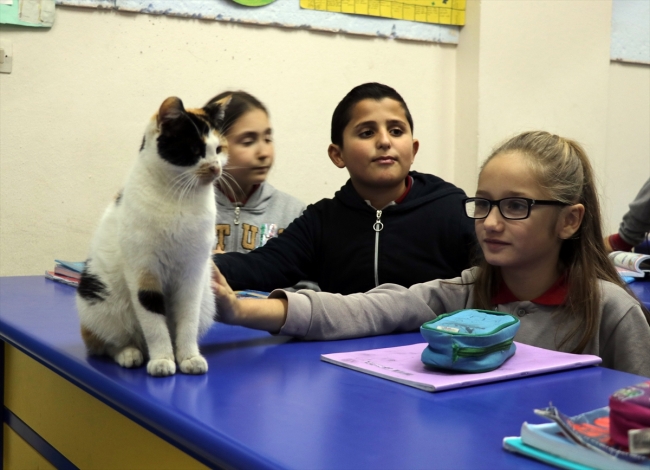 Kedi "Pamuk" derslere girmeye başladı