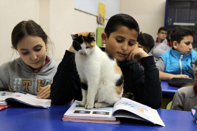 Kedi "Pamuk" derslere girmeye başladı