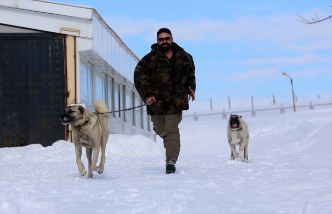 21 yıldır Kangal köpekleriyle iç içe yaşıyor