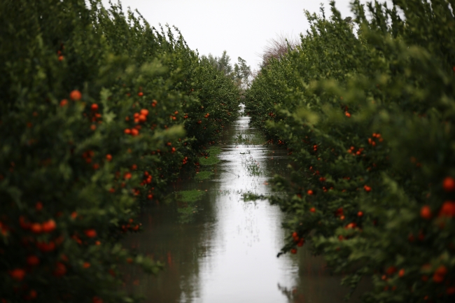 Ceyhan Nehri taştı; Adana sular altında kaldı