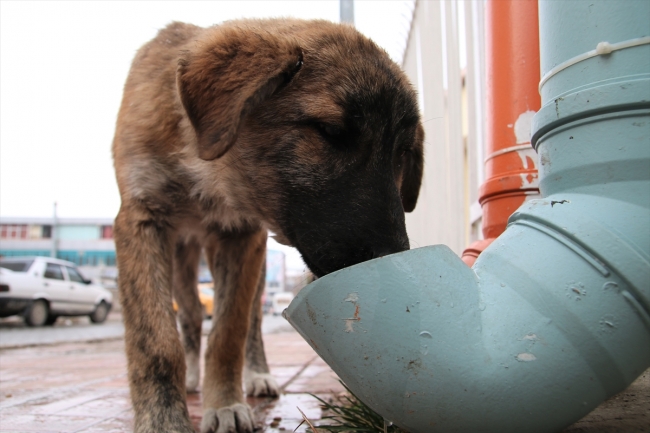 Van'da sokak hayvanlarını sahiplenenlere kulübe hediye