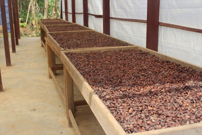 TİKA’dan Kamerunlu kakao üreticilerine destek