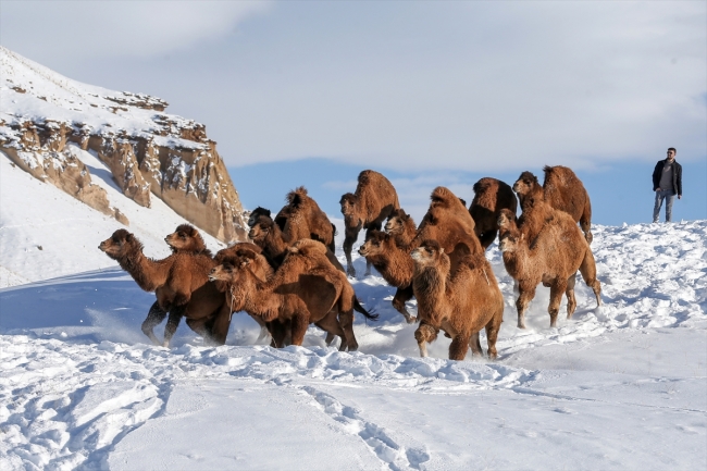 Develerini Van'ın karlı tepelerinde yetiştiriyorlar