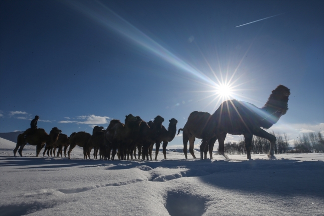 Develerini Van'ın karlı tepelerinde yetiştiriyorlar