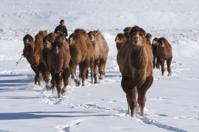 Develerini Van'ın karlı tepelerinde yetiştiriyorlar