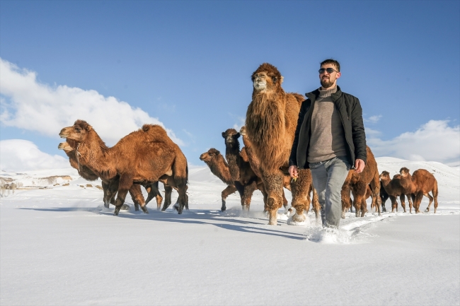 Develerini Van'ın karlı tepelerinde yetiştiriyorlar