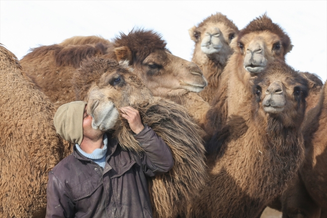 Develerini Van'ın karlı tepelerinde yetiştiriyorlar