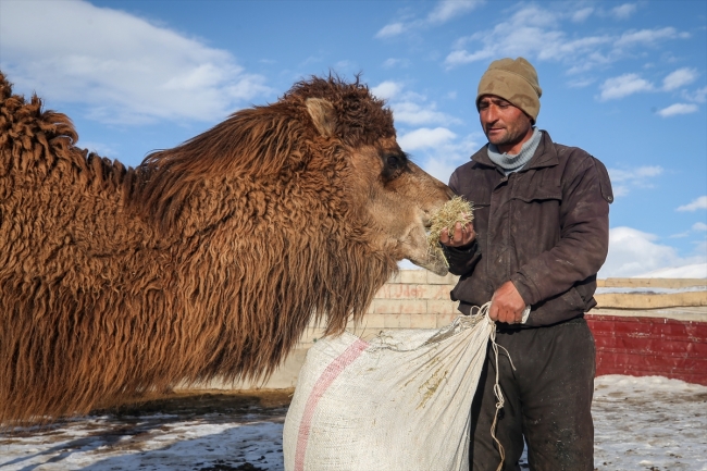 Develerini Van'ın karlı tepelerinde yetiştiriyorlar