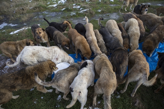 Kurduğu aşeviyle hayvanları doyuruyor