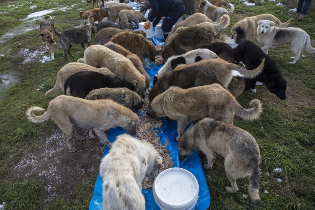 Kurduğu aşeviyle hayvanları doyuruyor
