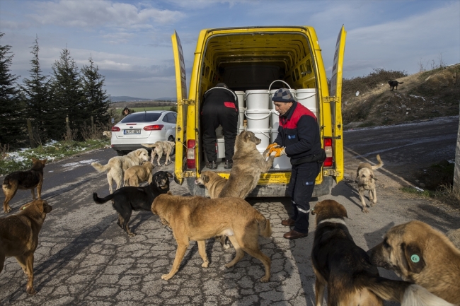 Kurduğu aşeviyle hayvanları doyuruyor