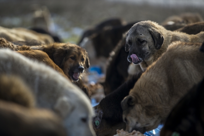 Kurduğu aşeviyle hayvanları doyuruyor