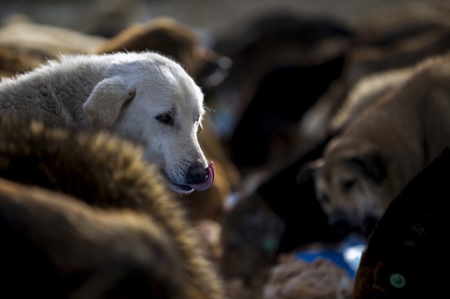 Kurduğu aşeviyle hayvanları doyuruyor
