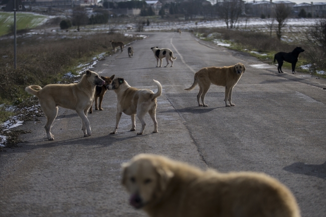 Kurduğu aşeviyle hayvanları doyuruyor