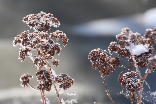 Sıfırın altında 28'i gören Kars'ta ağaçlar buz tuttu