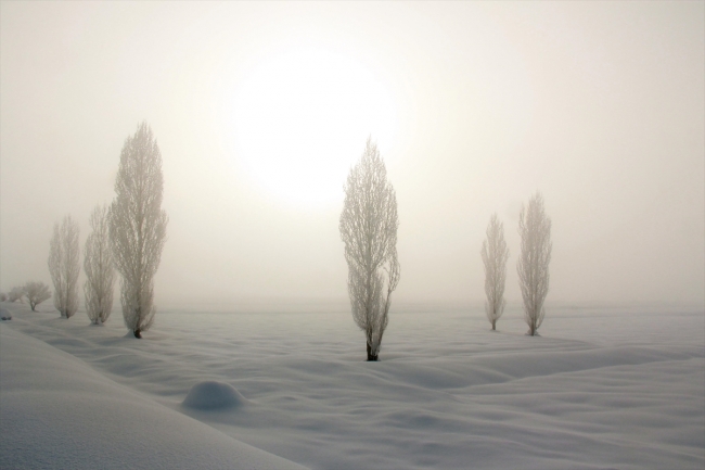 Sıfırın altında 28'i gören Kars'ta ağaçlar buz tuttu
