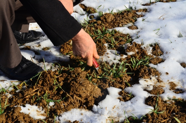 Yağışlar çiftçiye nefes aldırdı