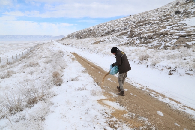 Anadolu yaban koyunlarına yem desteği
