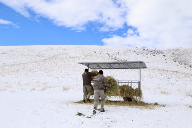 Anadolu yaban koyunlarına yem desteği