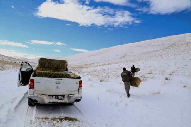 Anadolu yaban koyunlarına yem desteği