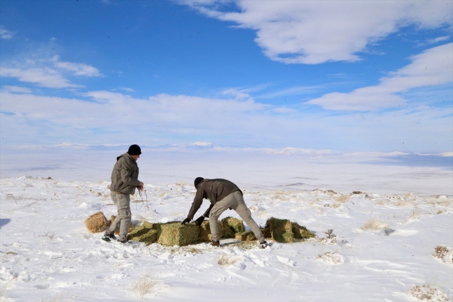 Anadolu yaban koyunlarına yem desteği