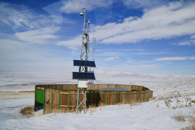 Anadolu yaban koyunlarına yem desteği