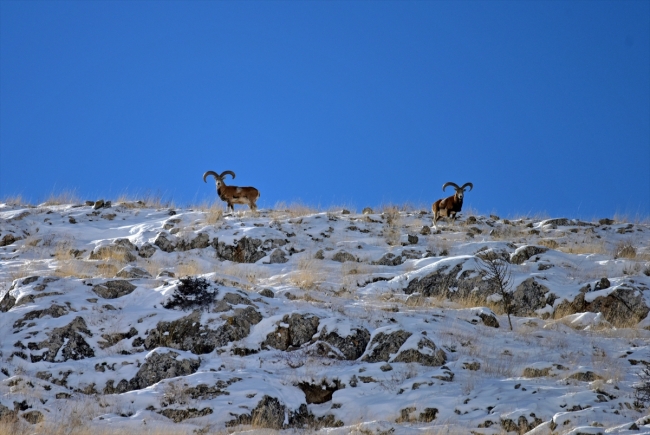 Anadolu yaban koyunlarına yem desteği