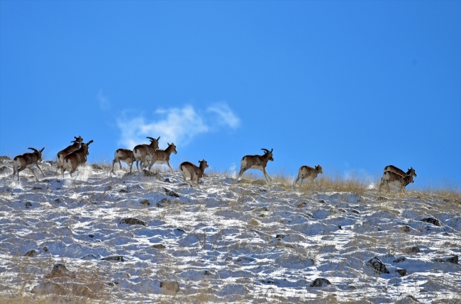 Anadolu yaban koyunlarına yem desteği