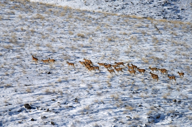 Anadolu yaban koyunlarına yem desteği