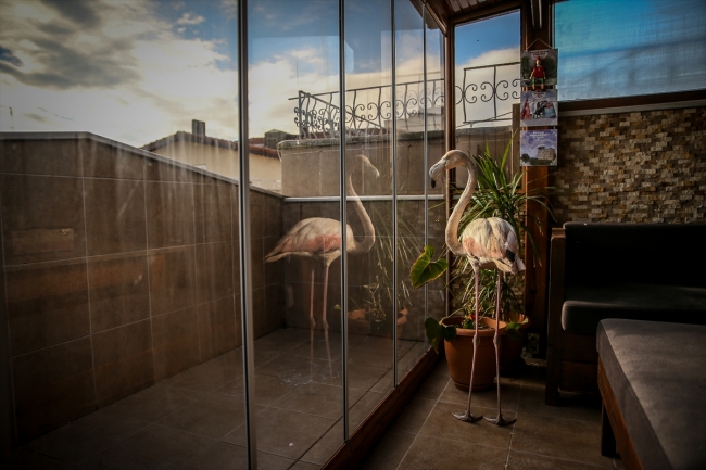 Yaralı flamingoya ve yavru baykuşa evini açtı