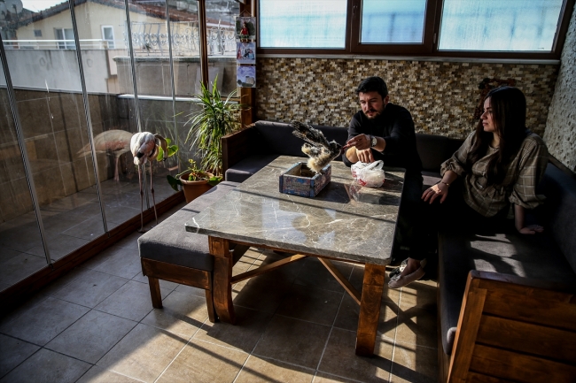 Yaralı flamingoya ve yavru baykuşa evini açtı