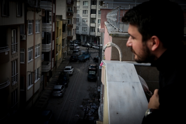 Yaralı flamingoya ve yavru baykuşa evini açtı