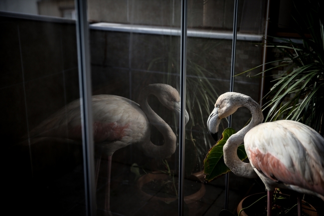 Yaralı flamingoya ve yavru baykuşa evini açtı