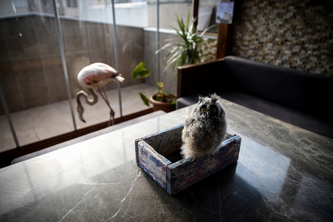 Yaralı flamingoya ve yavru baykuşa evini açtı