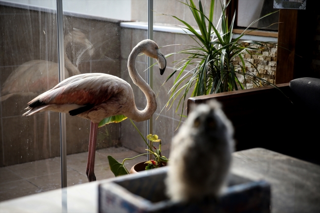 Yaralı flamingoya ve yavru baykuşa evini açtı