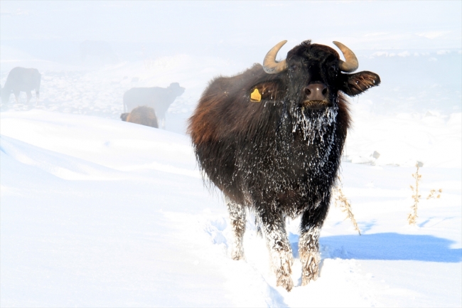 Hayvanları için kışın zorluklarına göğüs geriyorlar
