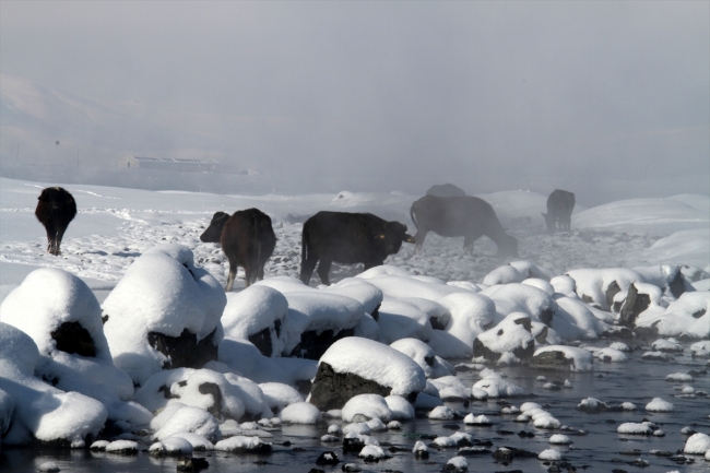Hayvanları için kışın zorluklarına göğüs geriyorlar