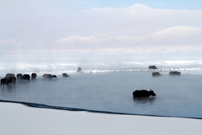 Hayvanları için kışın zorluklarına göğüs geriyorlar