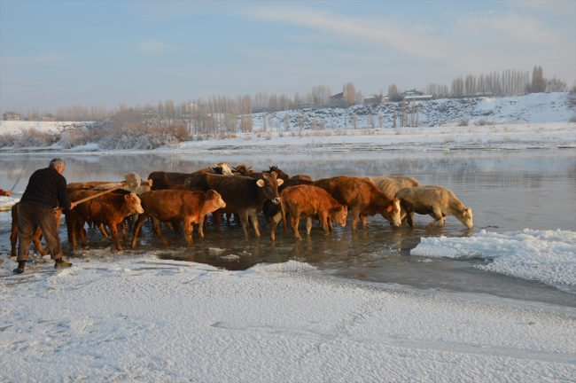 Hayvanları için kışın zorluklarına göğüs geriyorlar