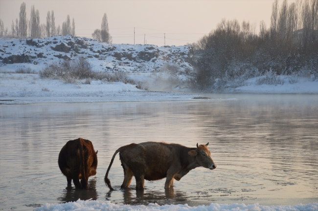 Hayvanları için kışın zorluklarına göğüs geriyorlar