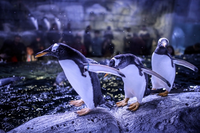 İstanbul Akvaryum gentoo penguenlere kucak açtı