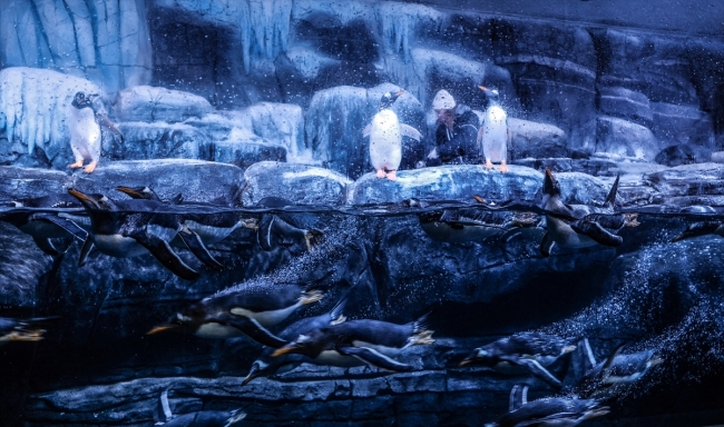 İstanbul Akvaryum gentoo penguenlere kucak açtı