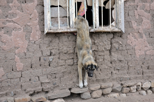 Pencere parmaklığına sıkışan köpeği itfaiye kurtardı