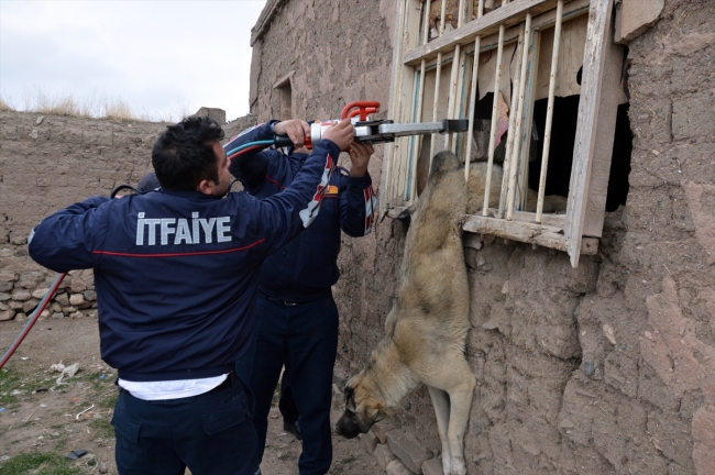 Pencere parmaklığına sıkışan köpeği itfaiye kurtardı
