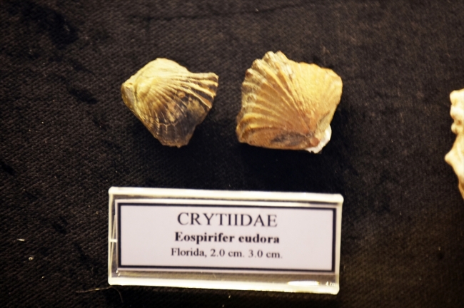 Deniz kabuğu koleksiyonunda 460 milyon yıllık fosil bulundu