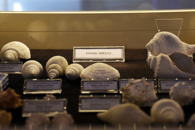Deniz kabuğu koleksiyonunda 460 milyon yıllık fosil bulundu