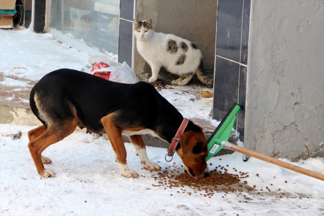 Sivaslı berberin sokak hayvanı sevgisi
