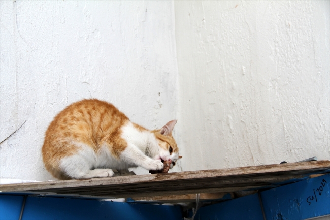 Sivaslı berberin sokak hayvanı sevgisi