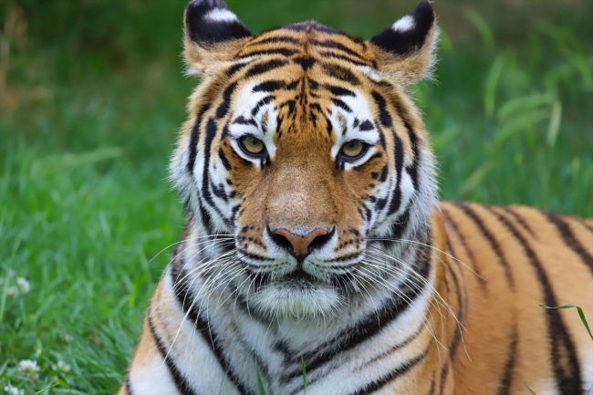 Çocuklar yarıyıl tatilinde sevimli dostlarını tanıyabilecek